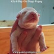 Small Photo #149 Dogo Argentino Puppy For Sale in JANE, MO, USA