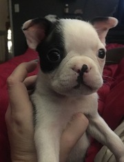 Boston Terrier Puppy for sale in PORTLAND, OR, USA