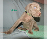 Small #3 Weimaraner