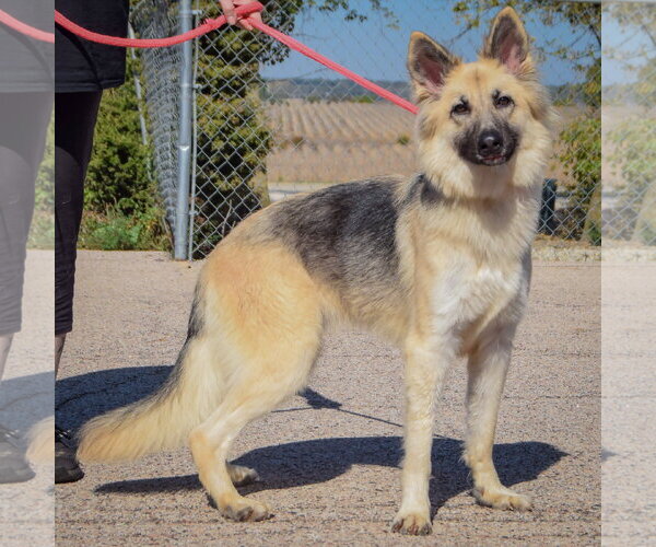 Medium Photo #2 Collie-German Shepherd Dog Mix Puppy For Sale in Huntley, IL, USA