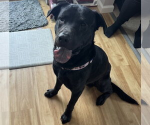 Labrador Retriever-Unknown Mix Dogs for adoption in Lockport, NY, USA