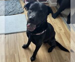 Small Labrador Retriever Mix