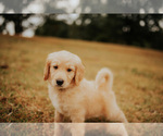 Small Photo #1 Goldendoodle Puppy For Sale in ABBEVILLE, SC, USA