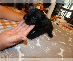 Schnauzer (Miniature) Puppy for sale in ROCKINGHAM, NC, USA