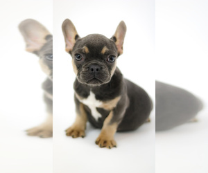 French Bulldog Puppy for sale in ORLANDO, FL, USA