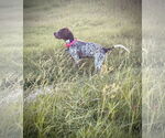 Small #2 Lab-Pointer