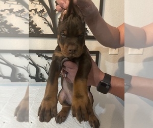 Medium Doberman Pinscher