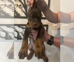 Puppy YELLOW COLLAR Doberman Pinscher