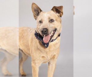 Australian Cattle Dog Dogs for adoption in Ogden, UT, USA
