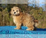 Small #39 ShihPoo