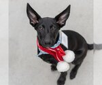 Small Photo #3 Labrador Retriever-Unknown Mix Puppy For Sale in San Diego, CA, USA