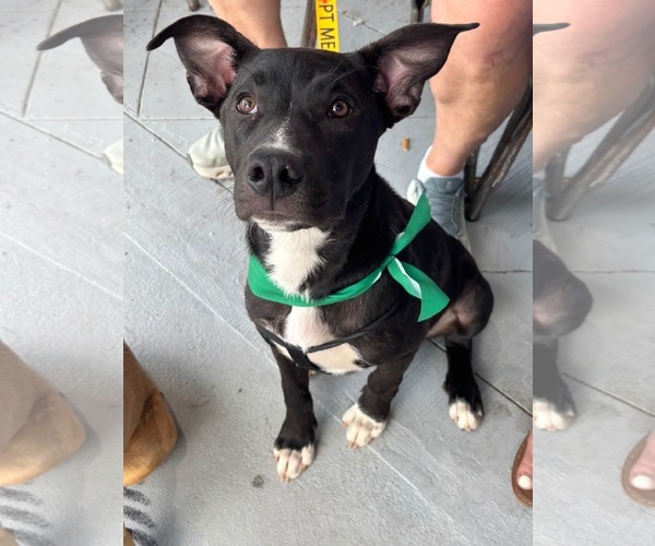 Medium Photo #4 American Staffordshire Terrier-Unknown Mix Puppy For Sale in Holly Springs, NC, USA