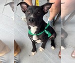 Small Photo #4 American Staffordshire Terrier-Unknown Mix Puppy For Sale in Holly Springs, NC, USA