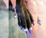 Small #3 Plott Hound