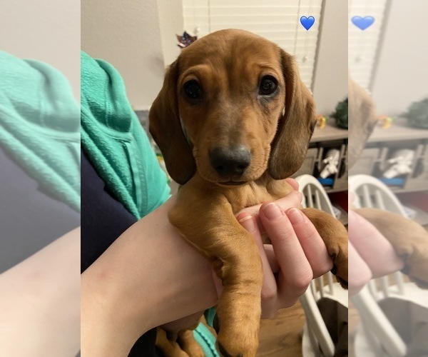 Medium Photo #1 Dachshund Puppy For Sale in COMMERCE CITY, CO, USA