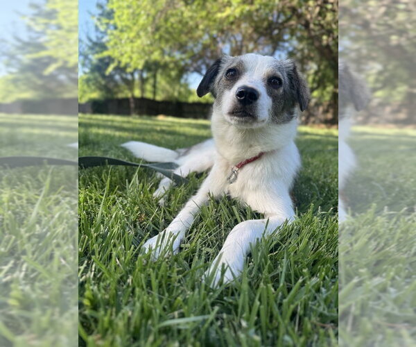 Medium Photo #4 Mutt Puppy For Sale in Evansville, IN, USA