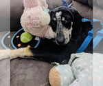 Small #1 Bluetick Coonhound Mix