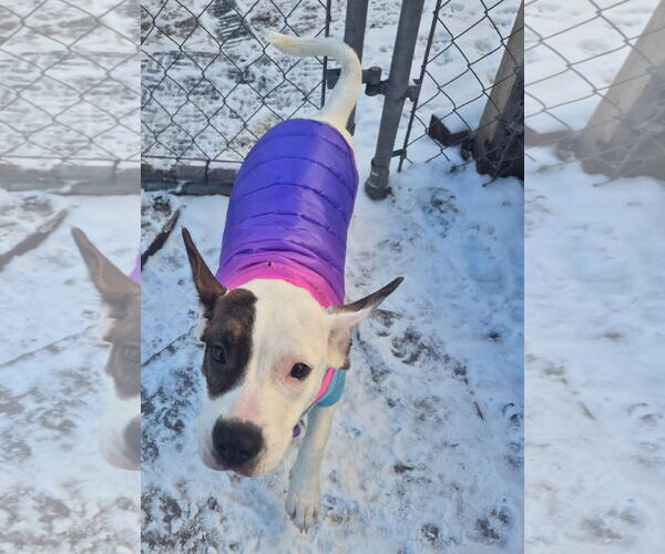 Medium Photo #3 Beagle-Unknown Mix Puppy For Sale in Techny, IL, USA