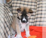 Small Photo #4 Akita Puppy For Sale in COLLINSVILLE, OK, USA