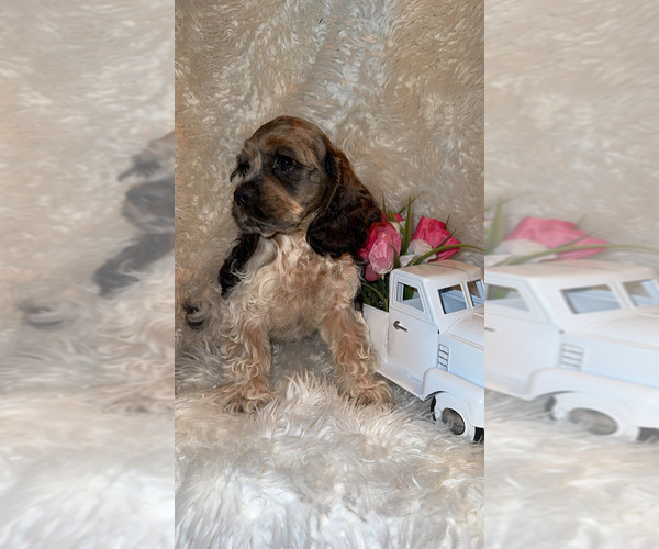Medium Photo #5 Cocker Spaniel Puppy For Sale in HESPERIA, CA, USA