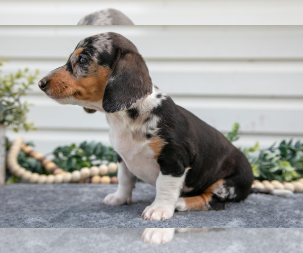 Medium Photo #3 Dachshund Puppy For Sale in ELIZABETHTOWN, PA, USA