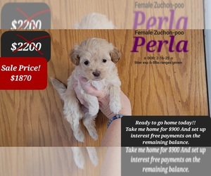 Poodle (Toy)-Zuchon Mix Puppy for sale in TUCSON, AZ, USA