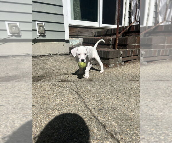 Medium Photo #8 Borador Puppy For Sale in Brewster, NY, USA