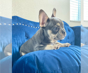 French Bulldog Puppy for sale in LOUISVILLE, KY, USA