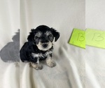 Puppy Jameson YorkiePoo