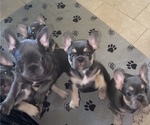 Small #1 French Bulldog