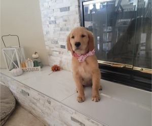 Golden Retriever Puppy for sale in APPLE VALLEY, CA, USA