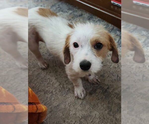 Medium Photo #2 Chihuahua-Unknown Mix Puppy For Sale in San Bernardino , CA, USA