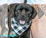 Small #2 Labrador Retriever-Pug Mix