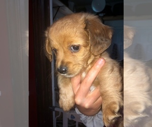 Chiweenie Puppy for sale in LAUREL SPGS, NC, USA
