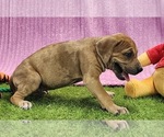 Small #5 Catahoula Leopard Dog