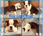 Puppy Boy Light Blue Boston Terrier