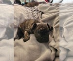 Small Photo #1 French Bulldog Puppy For Sale in CLYDE, MI, USA