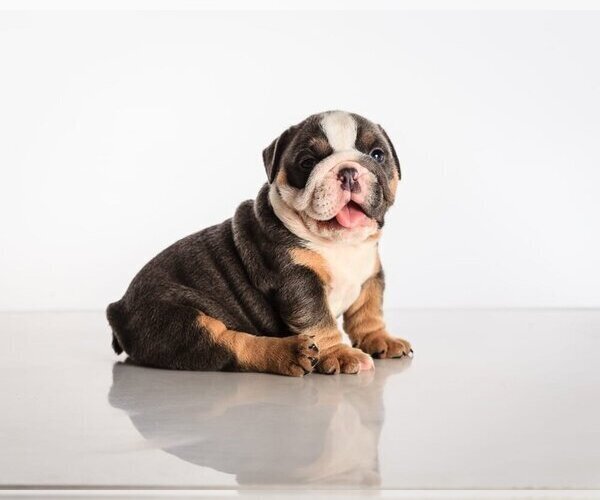 Medium Photo #3 Bulldog Puppy For Sale in OVERLAND, KS, USA