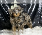 Small Photo #49 Poodle (Miniature) Puppy For Sale in WARSAW, IN, USA