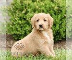 Small #3 Miniature Labradoodle