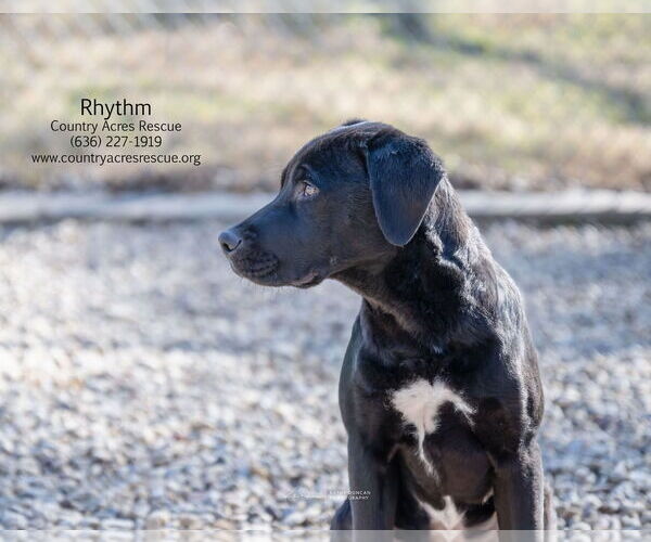 Medium Photo #2 Retriever -Unknown Mix Puppy For Sale in Manchester, MO, USA