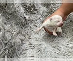 Small #2 Pomeranian