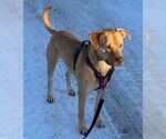 Small #4 American Staffordshire Terrier-Labrador Retriever Mix
