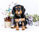 Puppy Gracie Cavalier King Charles Spaniel