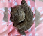 Small #2 Shih Tzu