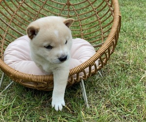 Shiba Inu Puppy for sale in LUGOFF, SC, USA