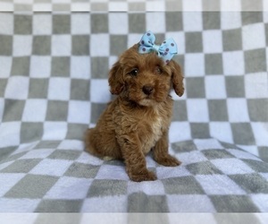 Cockapoo (Miniature) Puppy for sale in LAKELAND, FL, USA