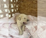 Small #20 Golden Retriever