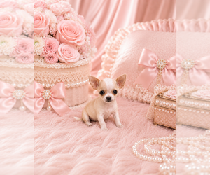 Chihuahua Puppy for sale in MIAMI, FL, USA