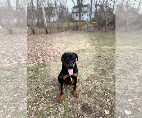 Medium Photo #5 Rottweiler Puppy For Sale in Hillsboro, NH, USA